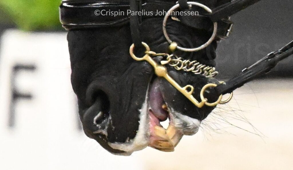 Cyanosis of a swollen tongue in a dressage horse ridden in a double bridle.