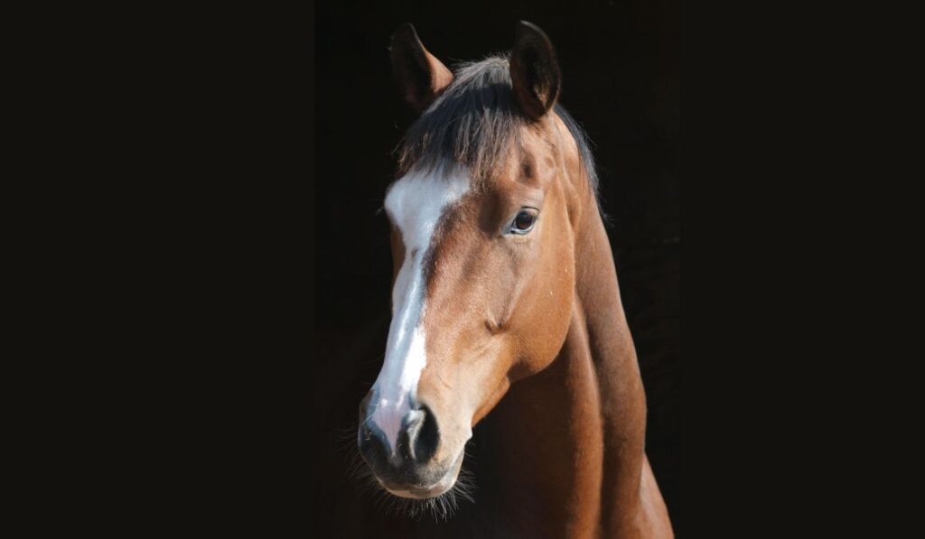 The normal hollow above the eye of a healthy horse (the supraorbital fossa).