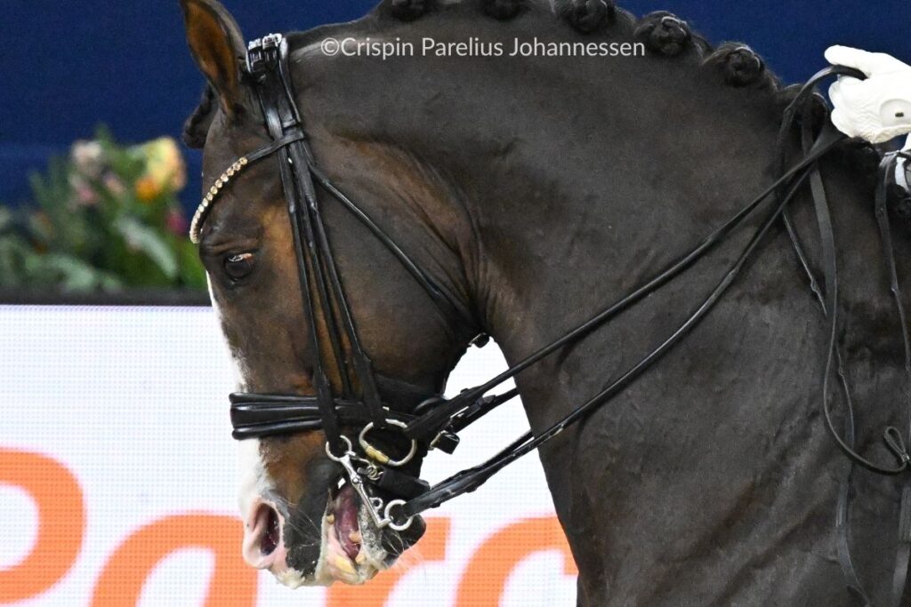 An unhappy dressage horse exhibiting pain from a double bridle