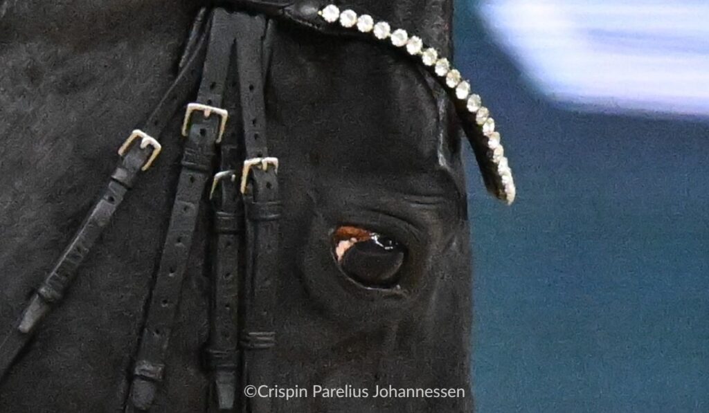 A close-up showing the blood-shot sclera of the eye and the swelling above the eye.