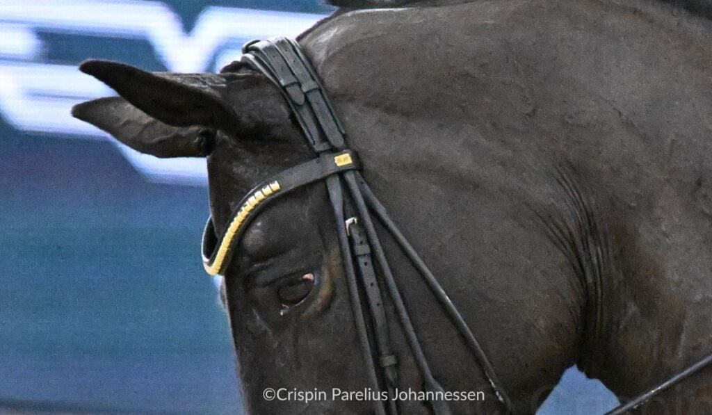 A close-up of another horse with a ‘wild’ eye and the swelling above the eye, marked by a red spot at its front end. To explain the loss of the supraorbital fossa, it would be helpful to know if it occurs on both sides of the head. The tongue as a muscular hydrostat).