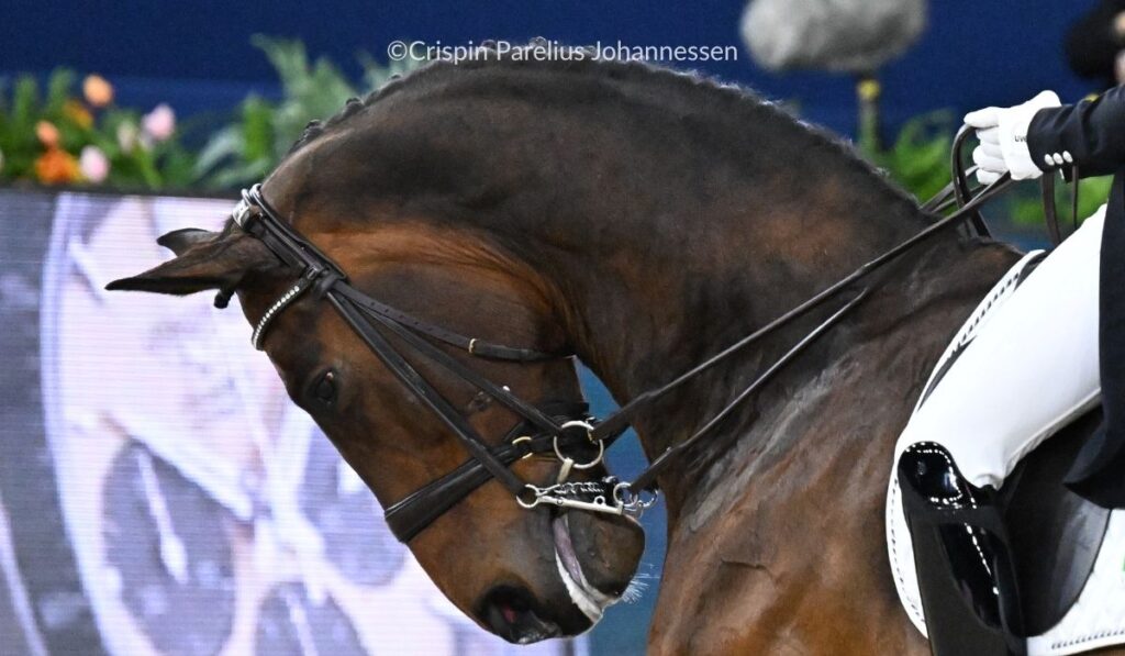 Double bridle hyperflexion in a dressage horse at an international competition.