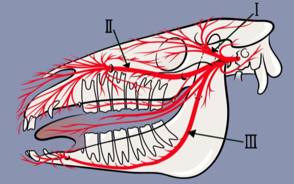The 3 branches of the Trigeminal nerve in the horse.