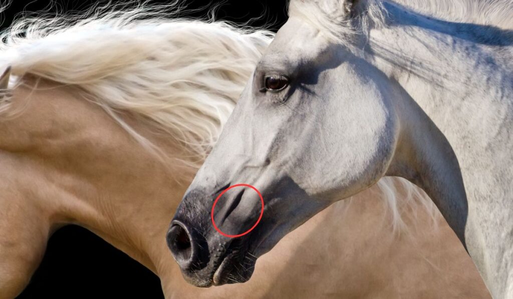 A horse running at liberty with a closed mouth and sealed lips.