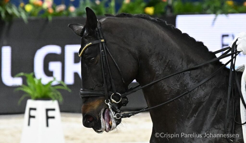 A dressage horse in a double bridle.