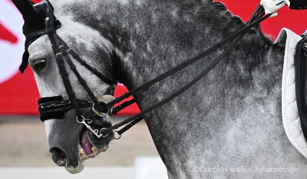 A dressage horse. The eyelids are swollen and there is swelling of the hollow above the eye. The tongue is cyanotic and swollen.