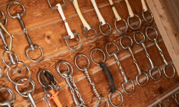 The Perfect Bit for your Horse
