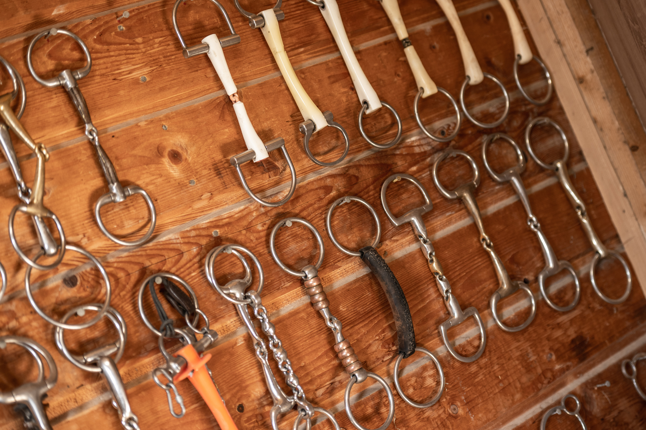 Horse bits hanging on a wall
