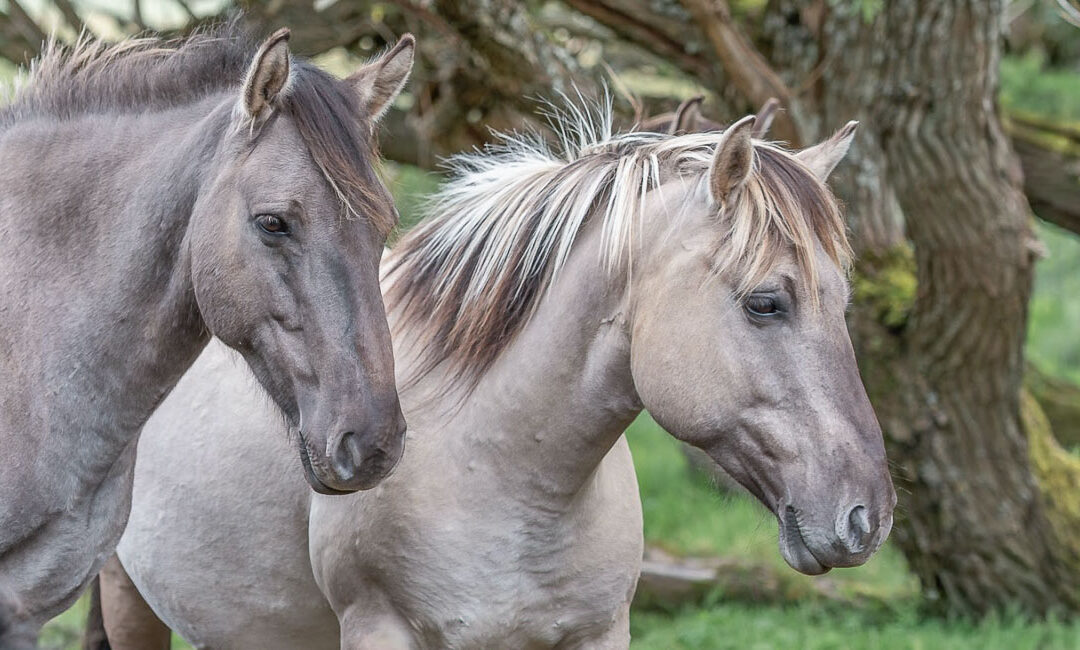 Equine Ethology: The Horse In Context