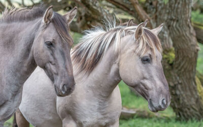 Equine Ethology: The Horse In Context