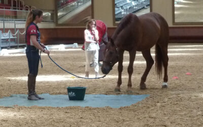 How to Judge Equine Welfare Research: What Horse People Need to Know