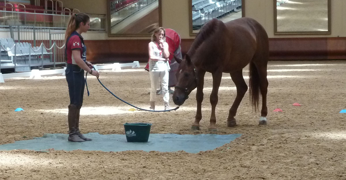 Brown horse looking at a bucket but wary of stepping on a tarpauling on the floor