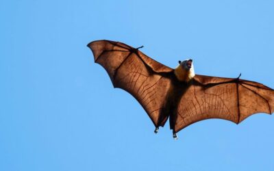 What’s it like to be a bat? Scientists develop new solution to the puzzle of animal minds