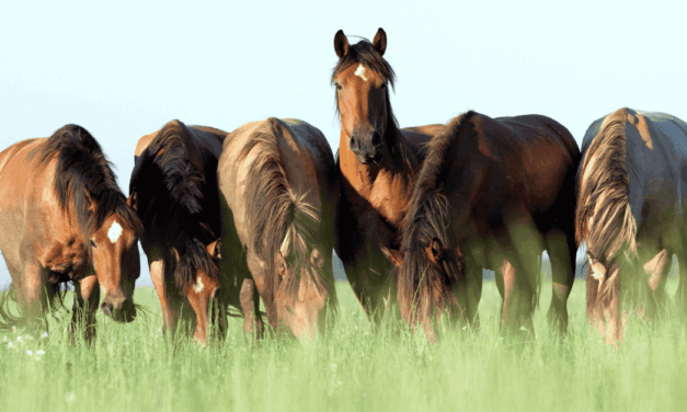 From Telos to Teleonome: A New Way to Understand Horse Welfare