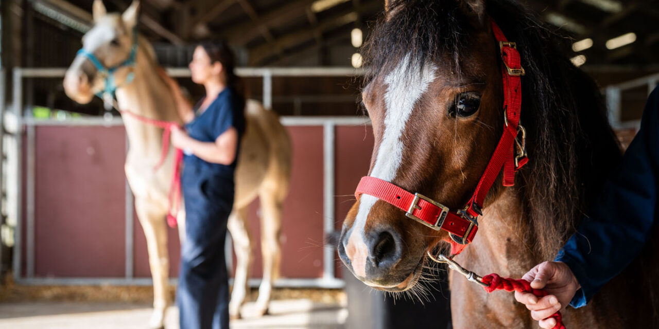 Advance your passion: MSc Equine Science at the University of Edinburgh