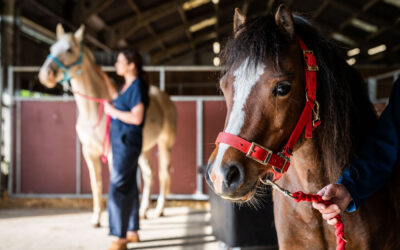 Advance your passion: MSc Equine Science at the University of Edinburgh