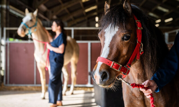 Advance your passion: MSc Equine Science at the University of Edinburgh