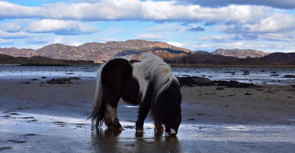 Skewbald pony with his head down on a Scottish beach