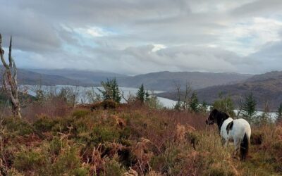 Equine Voice: The world’s first horse behaviour and welfare app grounded entirely in peer-reviewed ethological science