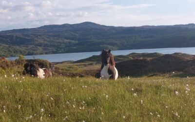 What structured horse observation actually reveals, and why most of us miss it
